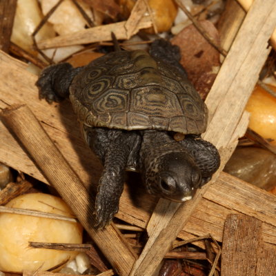 Diamondback Terrapin - hatchling