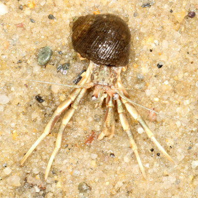 Long-claw Hermit Crab * Pagurus longicarpus
