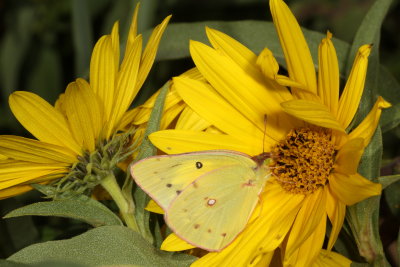 Clouded Sulphur