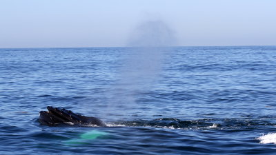 Humpback Whale
