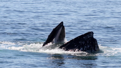 Humpback Whale