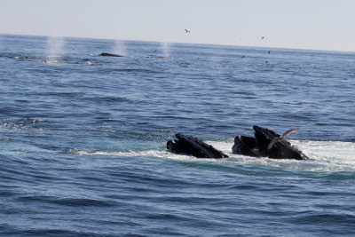 Humpback Whale