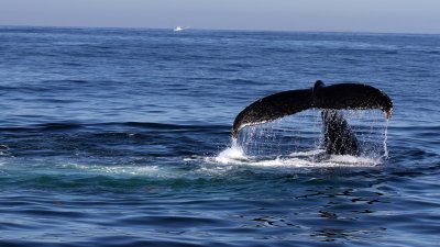 Humpback Whale