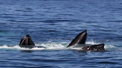 Humpback Whale