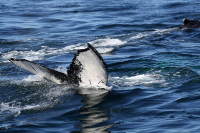 Humpback Whale