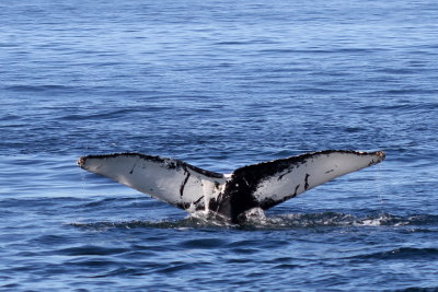 Humpback Whale
