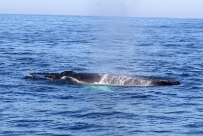 Humpback Whale