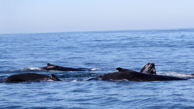 Humpback Whale