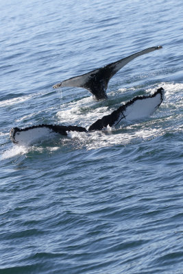 Humpback Whale