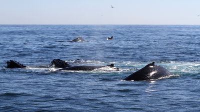 Humpback Whale