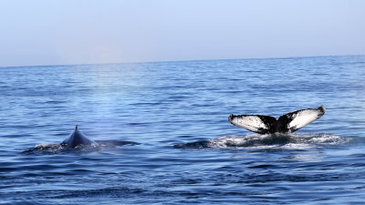 Humpback Whale