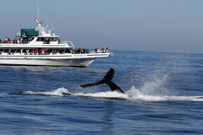 Humpback Whale
