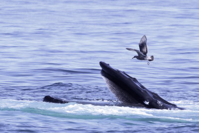 Humpback Whale