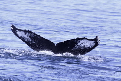 Humpback Whale