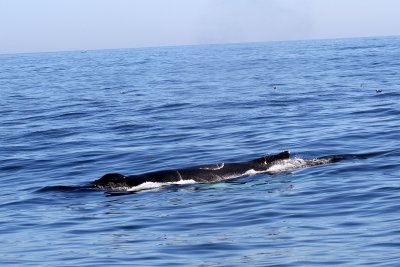 Humpback Whale