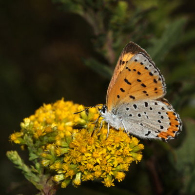 Bronze Copper ♀