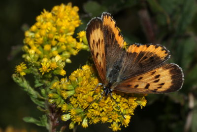 Bronze Copper ♀