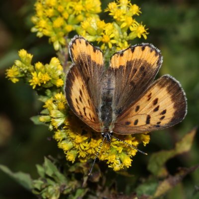 Bronze Copper ♀