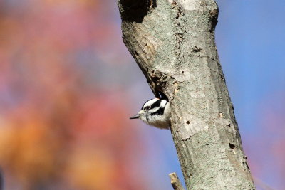 Downy Woodpecker ♀