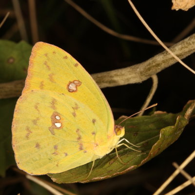Cloudless Sulphur ♀