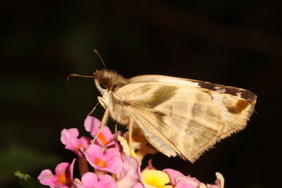 Laviana White-Skipper