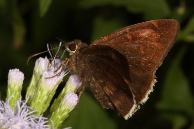 Coyote Cloudywing
