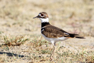 Killdeer