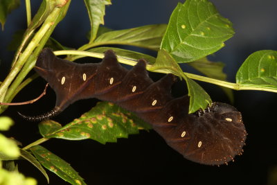 Manduca rustica