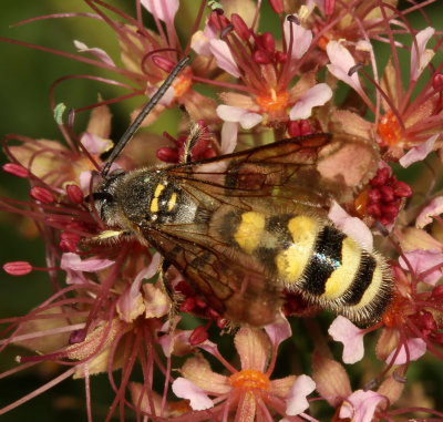 Scoliidae : Scoliid Wasps