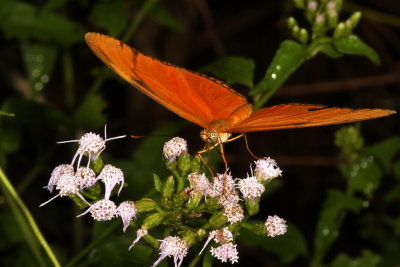 Julia  Heliconian ♀