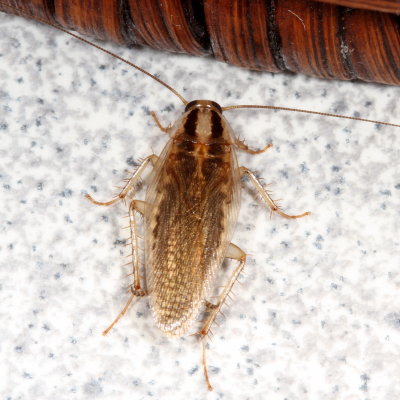 Blattella asahinai * Asian Cockroach