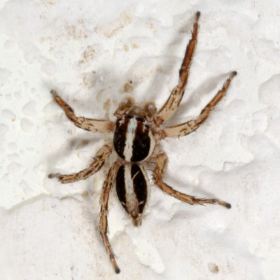 Plexippus paykulli * Pantropical Jumper