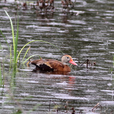 Black-bellied Whistling-Duck