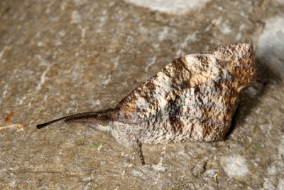 American Snout