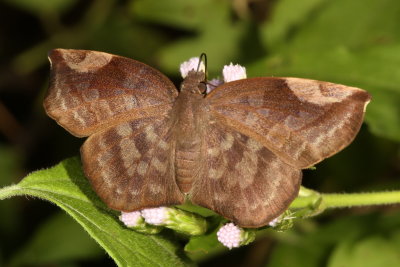Sickle-winged Skipper ♀