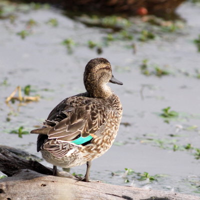 Green-winged Teal ♀