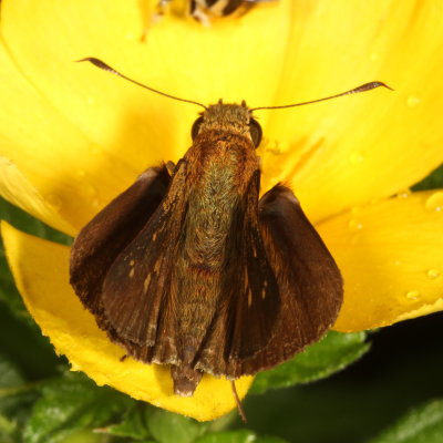 Double-dotted Skipper