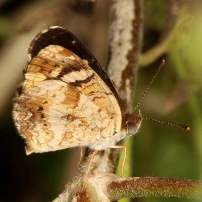 Pale-banded Crescent