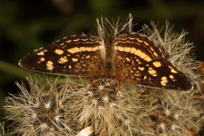 Pale-banded Crescent