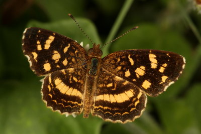 Pale-banded Crescent