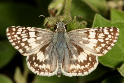 White Checkered-Skipper