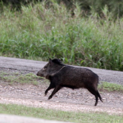 Collared Peccary