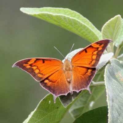 Tropical Leafwing