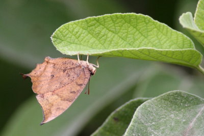 Tropical Leafwing