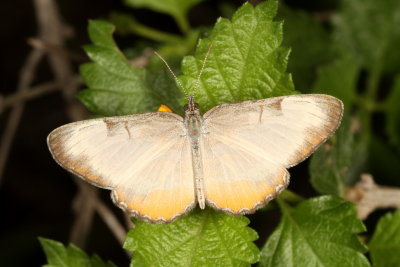 Common Mestra