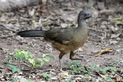 Chacalaca