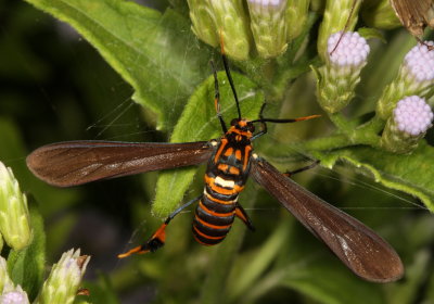 Hodges#8287 * Texas Wasp Moth * Horama panthalon 