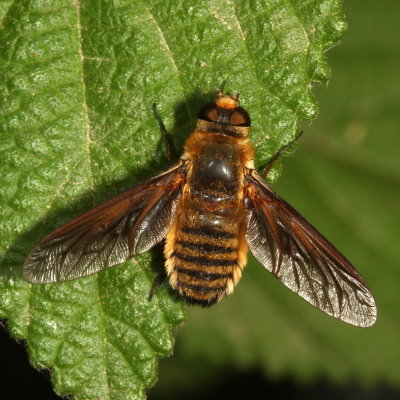 Bombyliidae : Bee Flies
