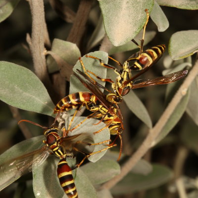 Polistes exclamans * Guinea Paper Wasp