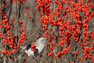 Northern Mockingbird